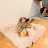 Joschi auf Pflegestelle in Dortmund