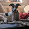 Malino  sportlicher Windhund-Mix sucht seine Menschen ❤