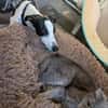 Malino  sportlicher Windhund-Mix sucht seine Menschen ❤