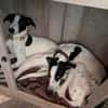 Malino  sportlicher Windhund-Mix sucht seine Menschen ❤