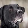 Buddy, su. hundeerfahrene Besitzer