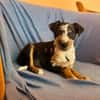Ronja sucht ihr Für-Immer-Zuhause