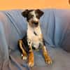 Ronja sucht ihr Für-Immer-Zuhause