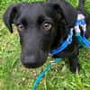 Bub♥Spunky♥liebes Familienmitglied wartet in 09648 Mittweida