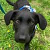 Bub♥Spunky♥liebes Familienmitglied wartet in 09648 Mittweida