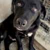 Junghund Giotto in HAMBURG sucht Familie