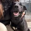 Junghund Giotto in HAMBURG sucht Familie