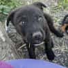 Junghund Giotto in HAMBURG sucht Familie