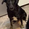 Charmanter Sammy sucht seine 2. Chance