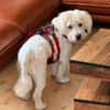 Charlie° in 65195 Wiesbaden