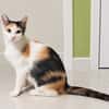 DUCHESSE