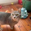 bastet