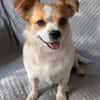 Maxi  kleiner Hund mit ganz großem Herzen!