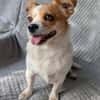 Maxi  kleiner Hund mit ganz großem Herzen!