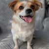 Maxi  kleiner Hund mit ganz großem Herzen!