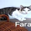 Liebe Farah - hoch schwanger entsorgt !