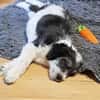 Süßes Hundekind Baloo(4 Mon,32 cm, 5kg) sucht sein Zuhause