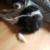 Süßes Hundekind Baloo(4 Mon,32 cm, 5kg) sucht sein Zuhause