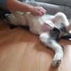 Süßes Hundekind Baloo(4 Mon,32 cm, 5kg) sucht sein Zuhause