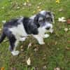 Süßes Hundekind Baloo(4 Mon,32 cm, 5kg) sucht sein Zuhause