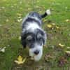 Süßes Hundekind Baloo(4 Mon,32 cm, 5kg) sucht sein Zuhause