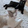 Albor & Seara  verspieltes Katzenpaar sucht gemeinsames Zuh