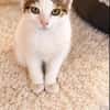 Mischa sucht ihr Zuhause