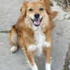 Grinsebacke COCO sucht 4ever home
