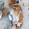 Grinsebacke COCO sucht 4ever home