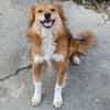 Grinsebacke COCO sucht 4ever home