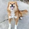 Grinsebacke COCO sucht 4ever home