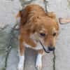 Grinsebacke COCO sucht 4ever home