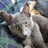 Viggo  Russisch-Blauer Kater sucht liebevolles Zuhause