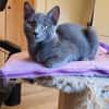 Viggo  Russisch-Blauer Kater sucht liebevolles Zuhause