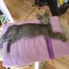 Viggo  Russisch-Blauer Kater sucht liebevolles Zuhause