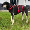 Linci