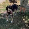 Linci