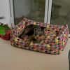 PIXIE ❤ braucht ganz schnell ein neues Zuhause.