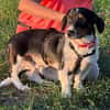 Der ruhige Linus
