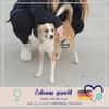 Nesa - best Budy gesucht von mir der ein Foreverhome hat