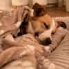 Nesa - best Budy gesucht von mir der ein Foreverhome hat