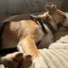 Nesa - best Budy gesucht von mir der ein Foreverhome hat