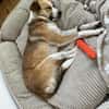 Nesa - best Budy gesucht von mir der ein Foreverhome hat