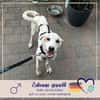 Kilian - sucht ein lebenslanges geborgenes Foreverhome