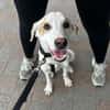 Kilian - sucht ein lebenslanges geborgenes Foreverhome