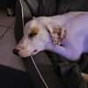 Kilian - sucht ein lebenslanges geborgenes Foreverhome