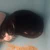 GAJA