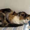 MOKA (chat sauvage)