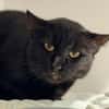 BASTET