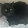 BASTET